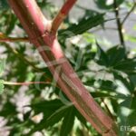Acer palmatum 'Oridono nishiki' - Érable du Japon