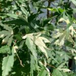 Acer palmatum 'Oridono nishiki' - Érable du Japon
