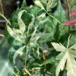 Acer palmatum 'Oridono nishiki' - Érable du Japon