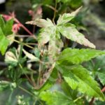 Acer palmatum 'Oridono nishiki' - Érable du Japon
