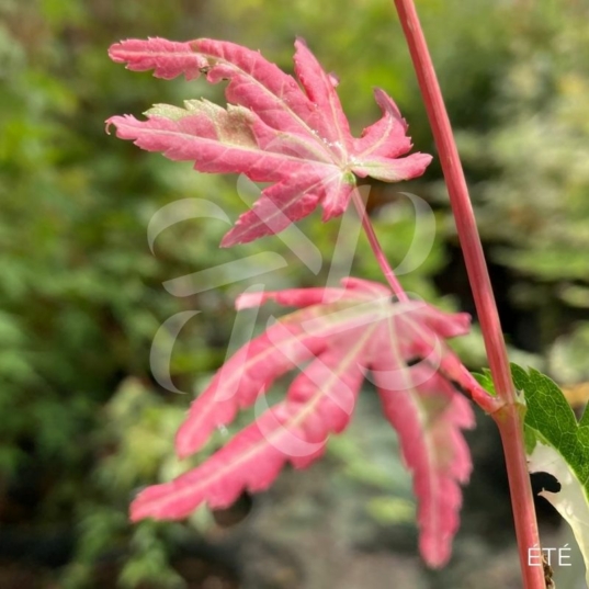 Acer palmatum 'Oridono nishiki' - Érable du Japon