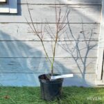 Acer palmatum 'Oridono nishiki' - Érable du Japon