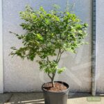 Acer palmatum 'Osakazuki' - Érable du Japon