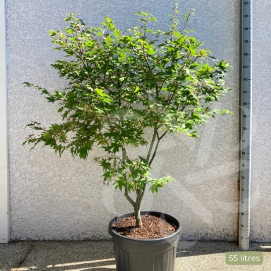 Acer palmatum 'Osakazuki' - Érable du Japon