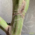 Acer palmatum 'Osakazuki' - Érable du Japon