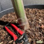 Acer palmatum 'Osakazuki' - Érable du Japon