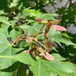 Acer palmatum 'Osakazuki' - Érable du Japon