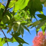 Acer palmatum 'Osakazuki' - Érable du Japon