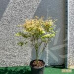 Acer Palmatum 'Phoenix' - Érable du Japon