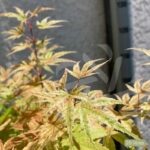 Acer Palmatum 'Phoenix' - Érable du Japon