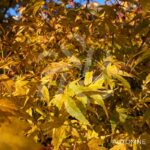 Acer Palmatum 'Phoenix' - Érable du Japon