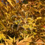 Acer Palmatum 'Phoenix' - Érable du Japon