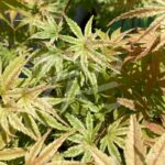 Acer Palmatum 'Phoenix' - Érable du Japon