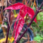 Acer palmatum 'Pung Kil' - Érable du Japon