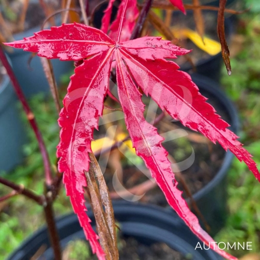 Acer palmatum 'Pung Kil' - Érable du Japon