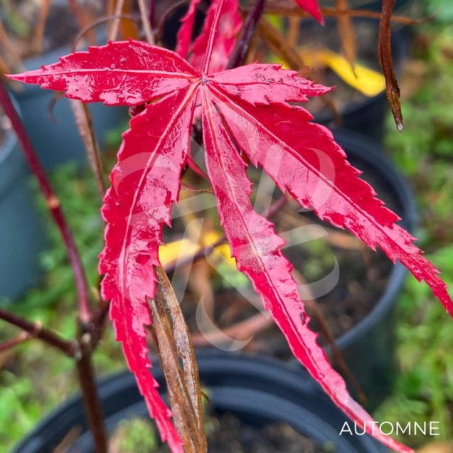 Acer palmatum 'Pung Kil' - Érable du Japon