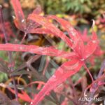 Acer palmatum 'Pung Kil' - Érable du Japon