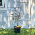 Acer palmatum 'Pung Kil' - Érable du Japon
