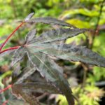 Acer palmatum 'Pung Kil' - Érable du Japon