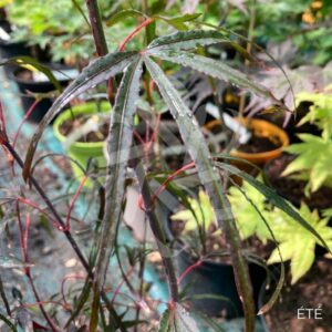Acer palmatum 'Pung Kil' - Érable du Japon
