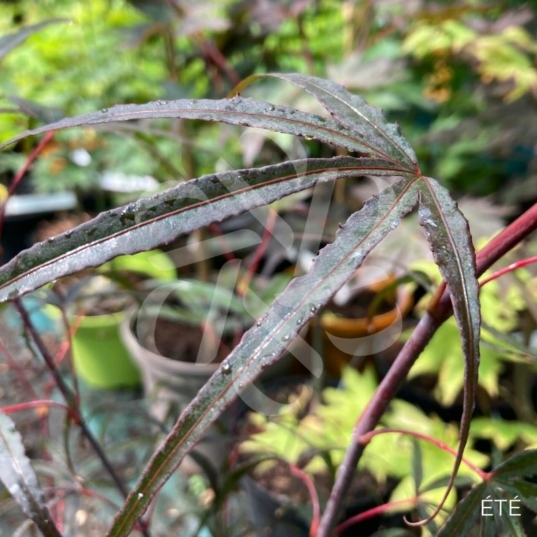 Acer palmatum 'Pung Kil' - Érable du Japon