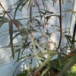 Acer palmatum 'Pung Kil' - Érable du Japon