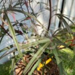 Acer palmatum 'Pung Kil' - Érable du Japon
