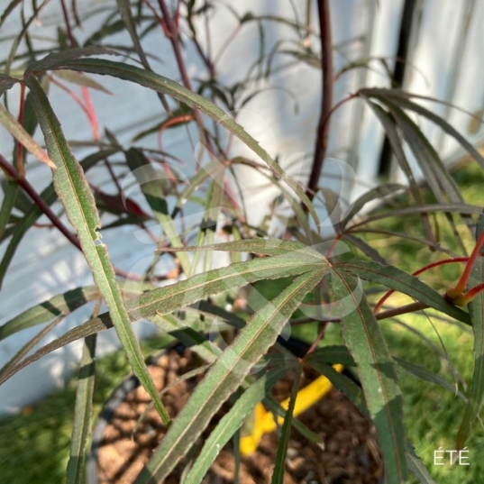 Acer palmatum 'Pung Kil' - Érable du Japon