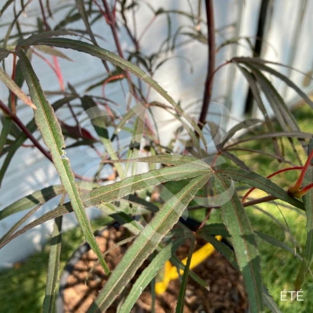 Acer palmatum 'Pung Kil' - Érable du Japon