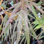 Acer palmatum 'Pung Kil' - Érable du Japon