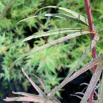 Acer palmatum 'Pung Kil' - Érable du Japon