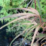 Acer palmatum 'Pung Kil' - Érable du Japon