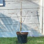 Acer palmatum 'Pung Kil' - Érable du Japon