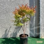 Acer palmatum 'Sango Kaku' - Érable du Japon
