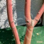 Acer palmatum 'Sango Kaku' - Érable du Japon
