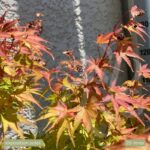Acer palmatum 'Sango Kaku' - Érable du Japon