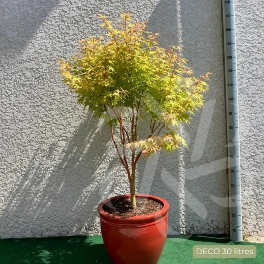 Acer palmatum 'Sango Kaku' - Érable du Japon