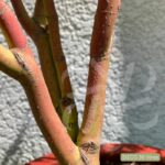 Acer palmatum 'Sango Kaku' - Érable du Japon