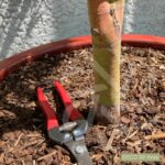 Acer palmatum 'Sango Kaku' - Érable du Japon