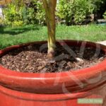 Acer palmatum 'Sango Kaku' - Érable du Japon