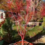 Acer palmatum 'Sango Kaku' - Érable du Japon