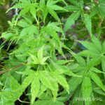 Acer palmatum 'Sango Kaku' - Érable du Japon