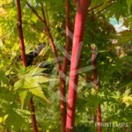 Acer palmatum 'Sango Kaku' - Érable du Japon