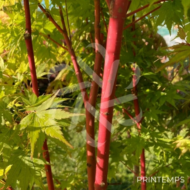 Acer palmatum 'Sango Kaku' - Érable du Japon