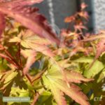 Acer palmatum 'Sango Kaku' - Érable du Japon
