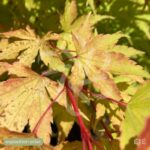Acer palmatum 'Sango Kaku' - Érable du Japon