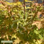 Acer palmatum 'Sango Kaku' - Érable du Japon