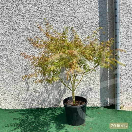 Acer palmatum 'Seiryu' - Érable du Japon