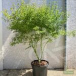 Acer palmatum 'Seiryu' - Érable du Japon