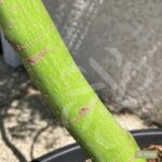 Acer palmatum 'Seiryu' - Érable du Japon